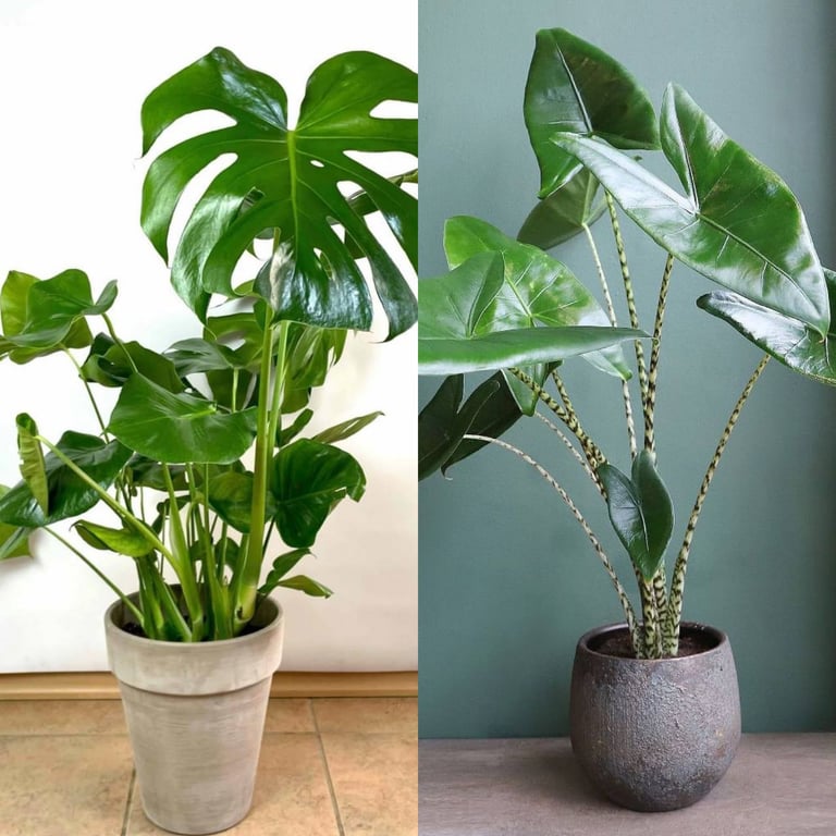 Монстера и алоказия
