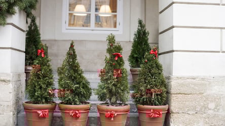 Як прикрасити туї на подвірʼї на Новий рік — прості ідеї - 285x160