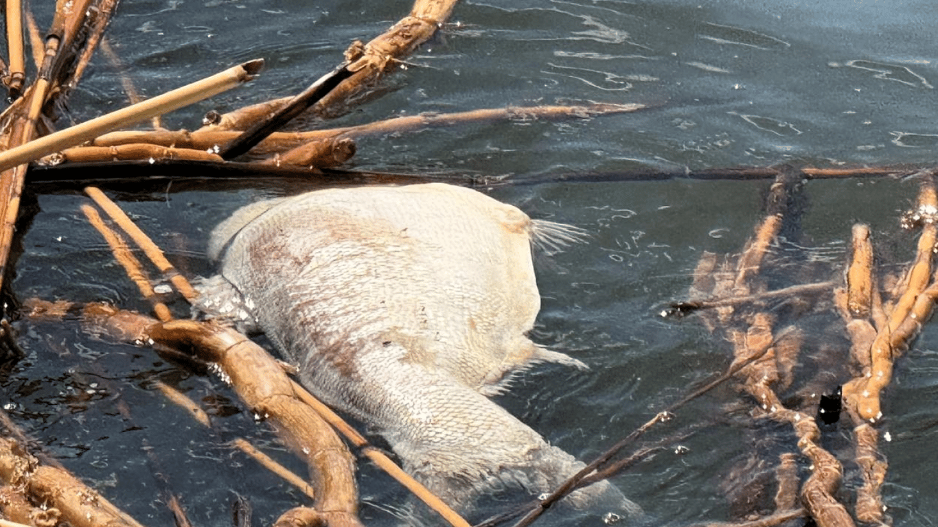 На Одесчине обнаружили массовый замор толстолоба на водохранилище