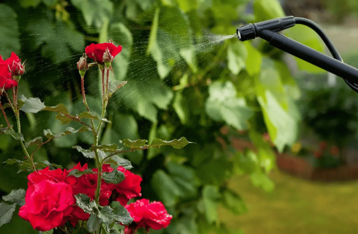 Опрыскивание роз