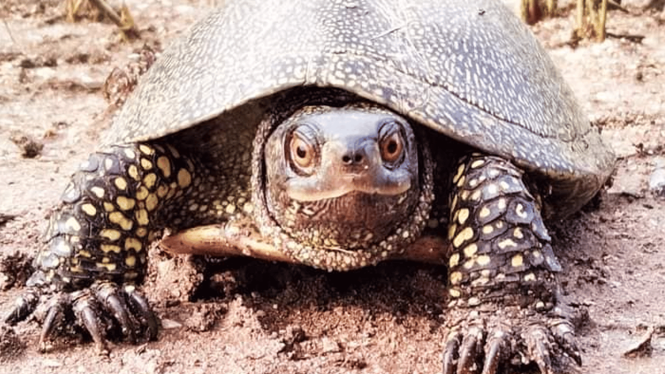 На Тузловских лиманах проснулись краснокнижные черепахи — подробности
