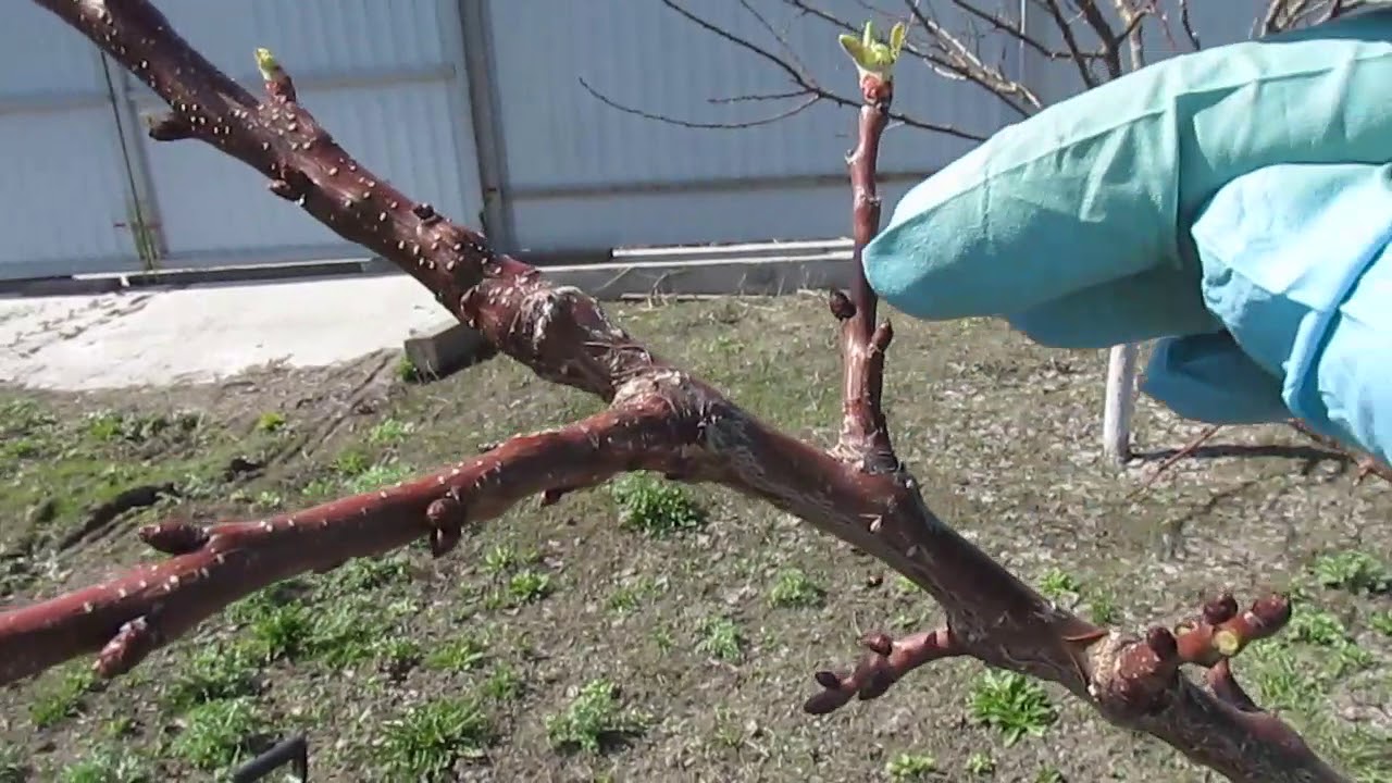 Абрикос без цветов