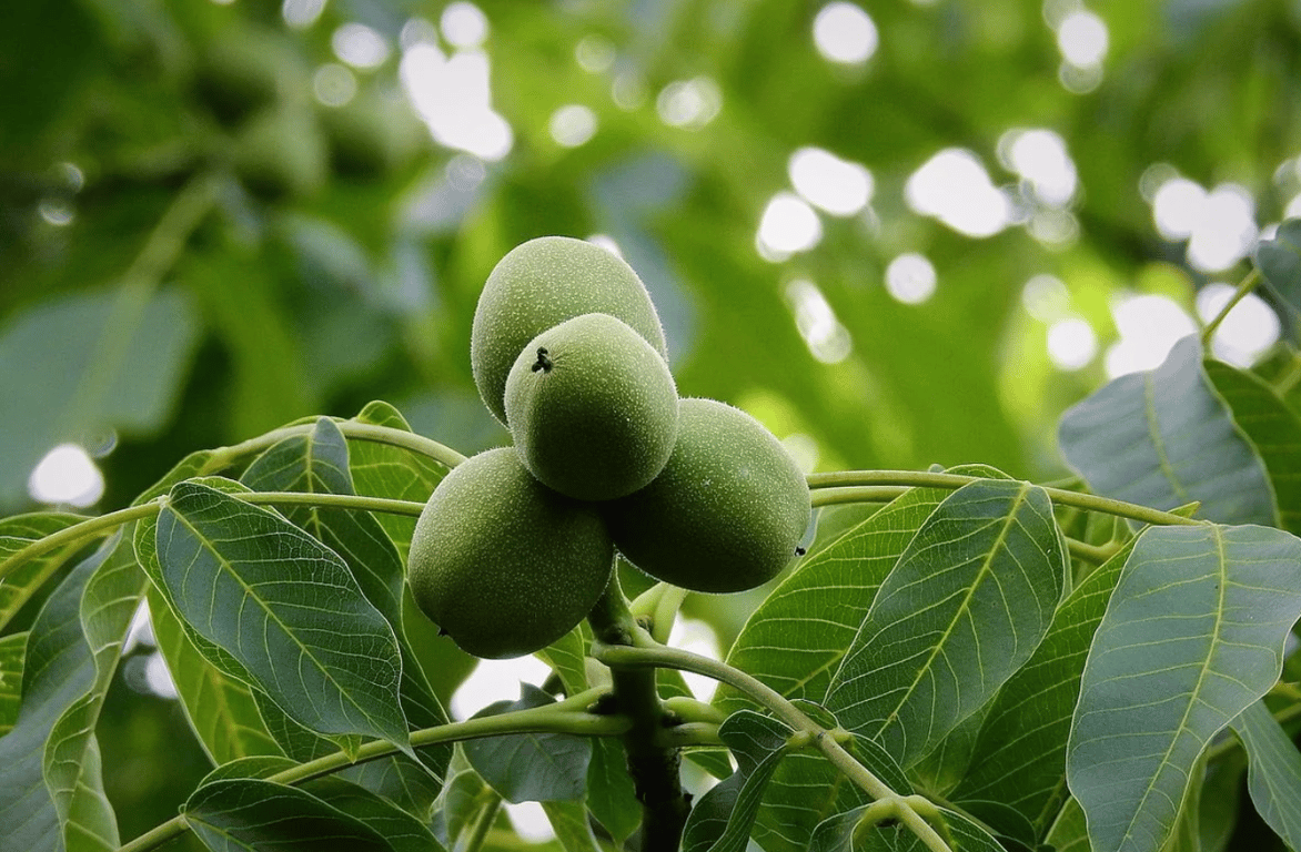 Три ореха на ветке дерева