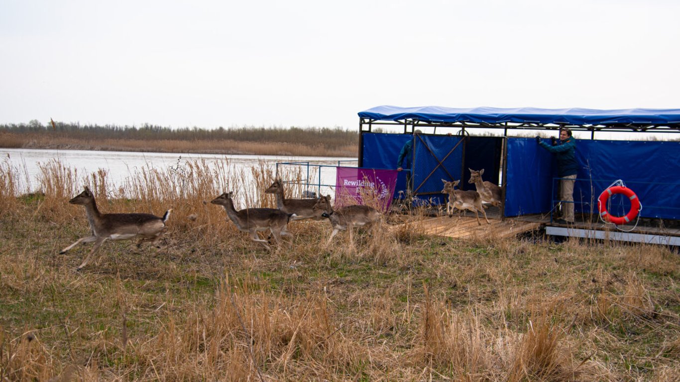 На Одещині поселились благородні лані й олені: як вони відновлять екосистему