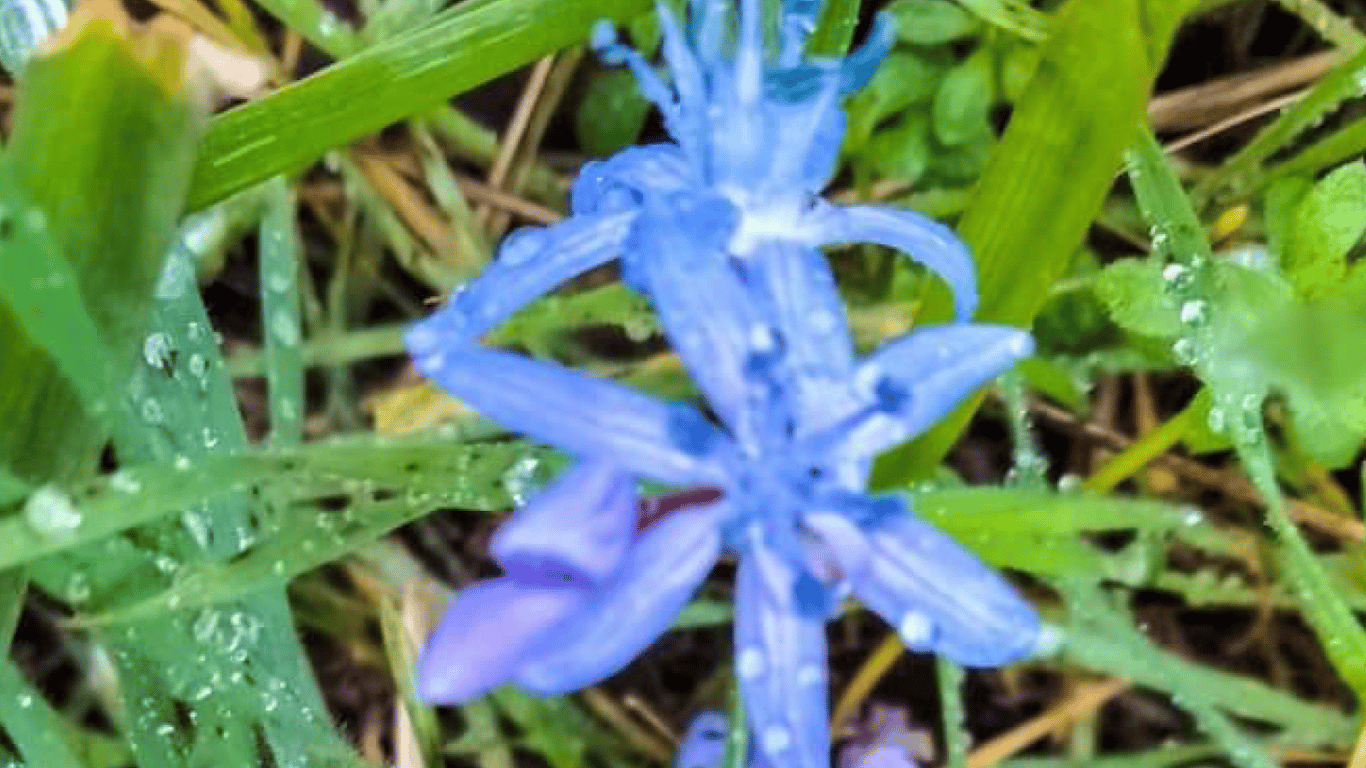 Тузлівські лимани замайоріли жовто-блакитними кольорами — причина - фото 1