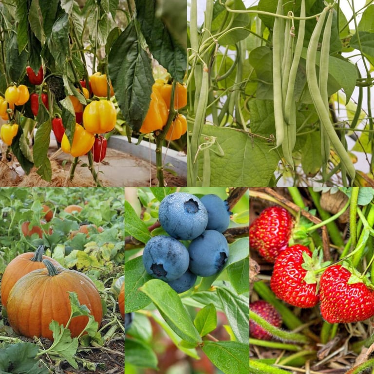 Перец, бобовые, тыквенные, ягодные кусты, клубника
