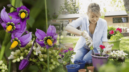Не садіть ці рослини на ділянці — красиві, але смертельно отруйні - 285x160