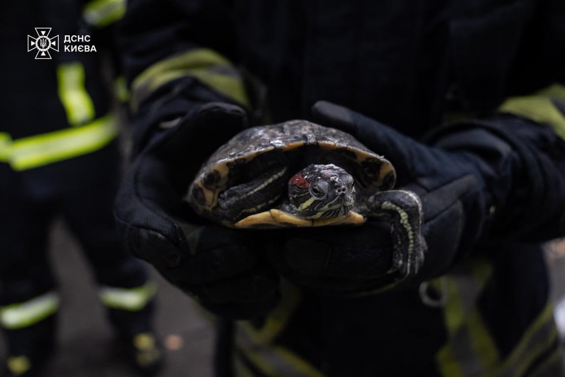 Пожежа на вулиці Шептицького у Києві 1 вересня - ДСНС ліквідували вогонь
