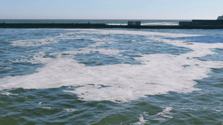 Экологическая катастрофа в Черном море — убийство млекопитающих - 290x166