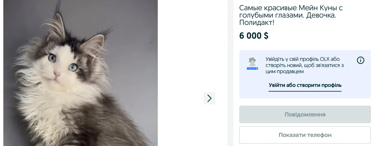 Шиншилла и каракет — сколько стоят самые дорогие породы кошек на OLX - фото 1