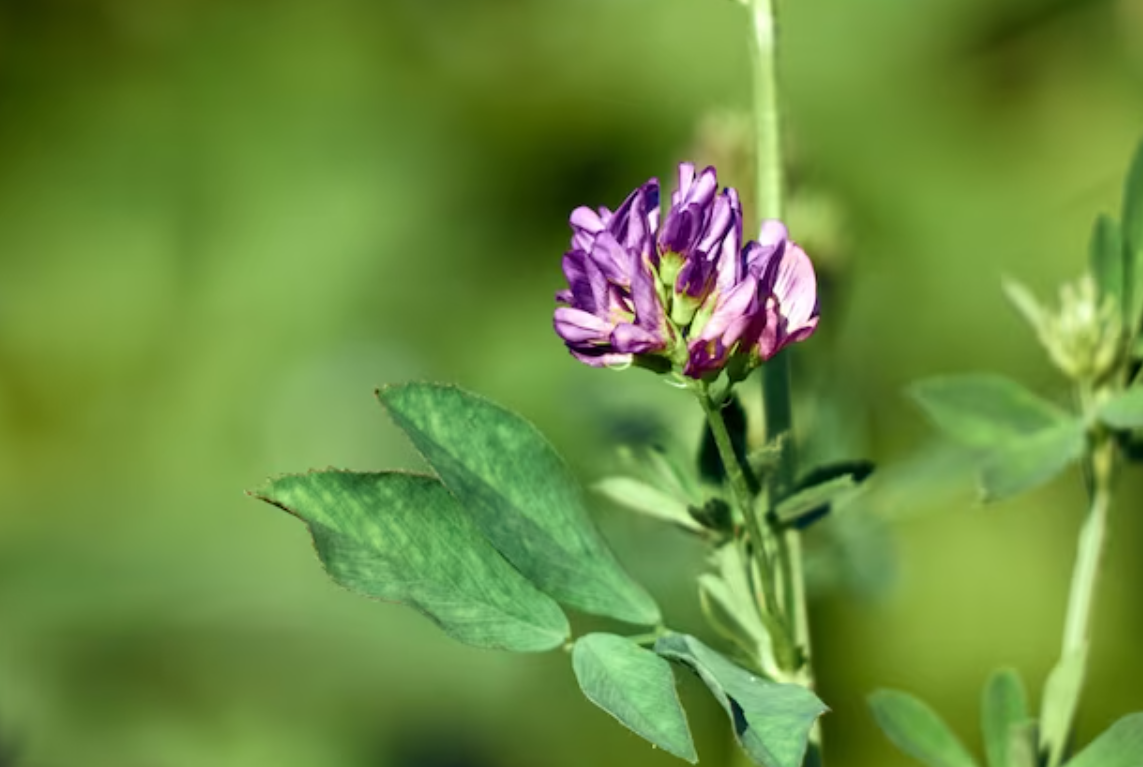 Цветок люцерны в саду