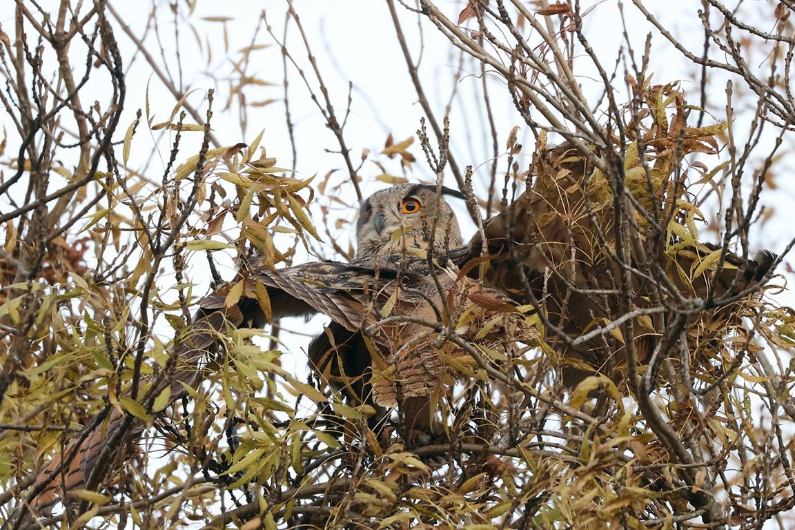 Пугач спостерігає за здобиччю 