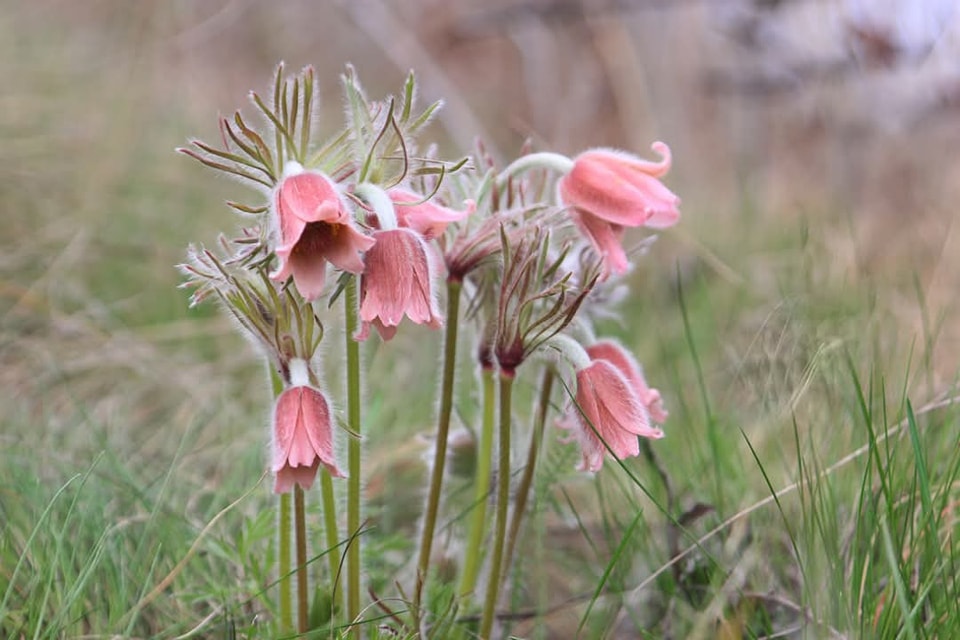 В Україні зацвіла рідкісна квітка з Червоної книги