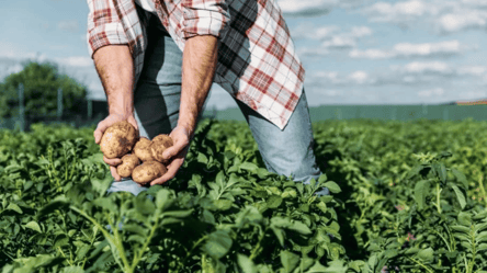 Далеко не все дачники знают — как правильно поливать картошку на огороде в июле - 285x160
