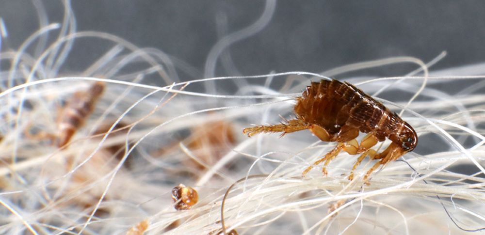 Если дома завелись блохи — шесть шагов, чтобы избавиться от паразитов - фото 1