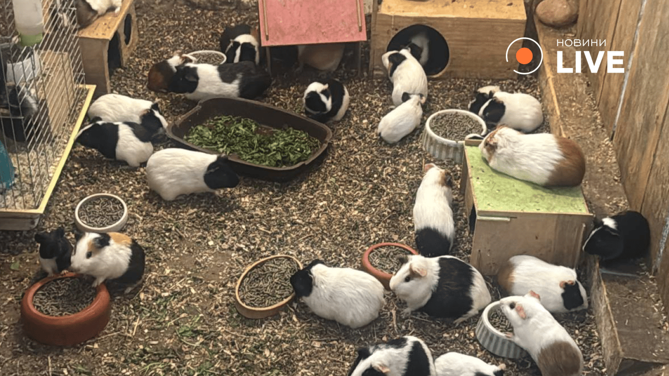 Врятовані тварини у Львові