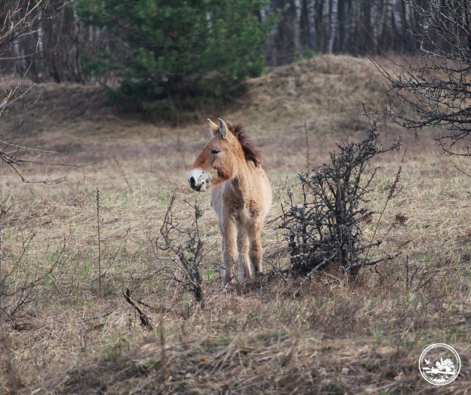 Дикі тварини у Чорнобилі