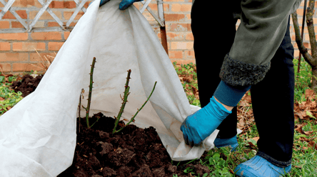Троянди можуть загинути у січні — ось спосіб їх врятувати - 285x160