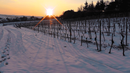 Виноградники на Одещині під ударом — чи буде урожай - 285x160