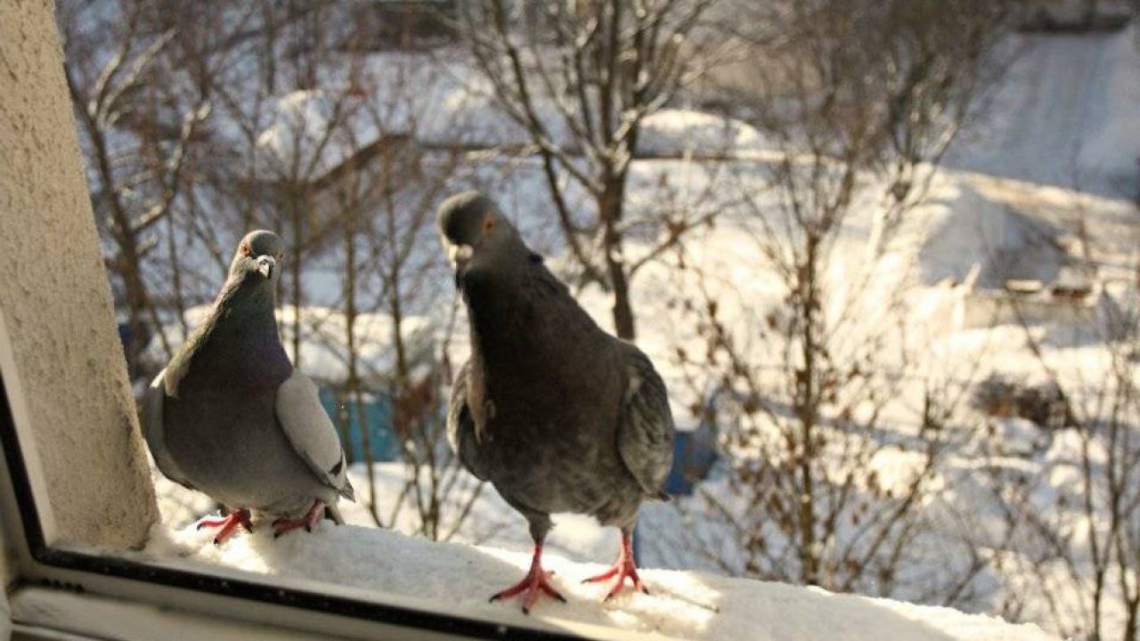Какую весть приносит голубь, прилетевший в ваш дом - народные приметы