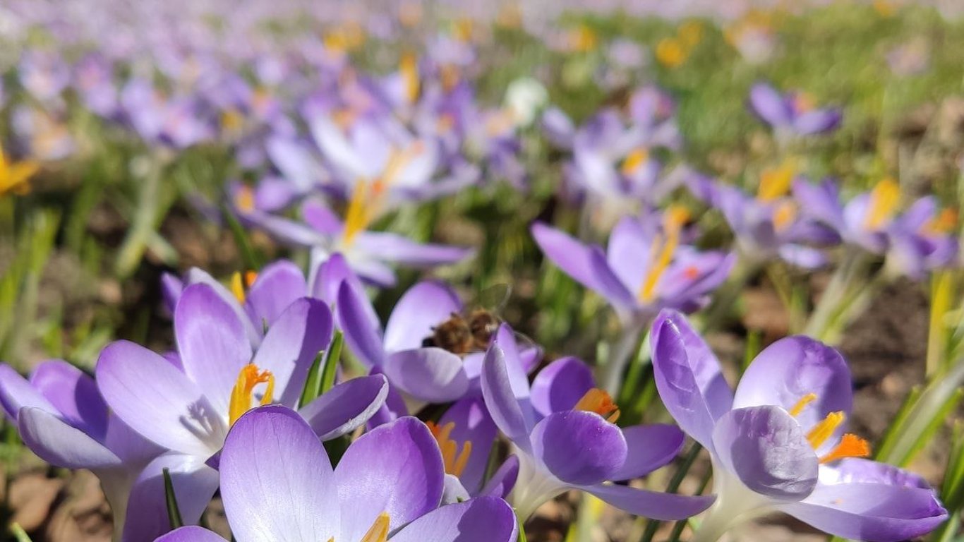 В ботанический сад Одессы пришла настоящая весна
