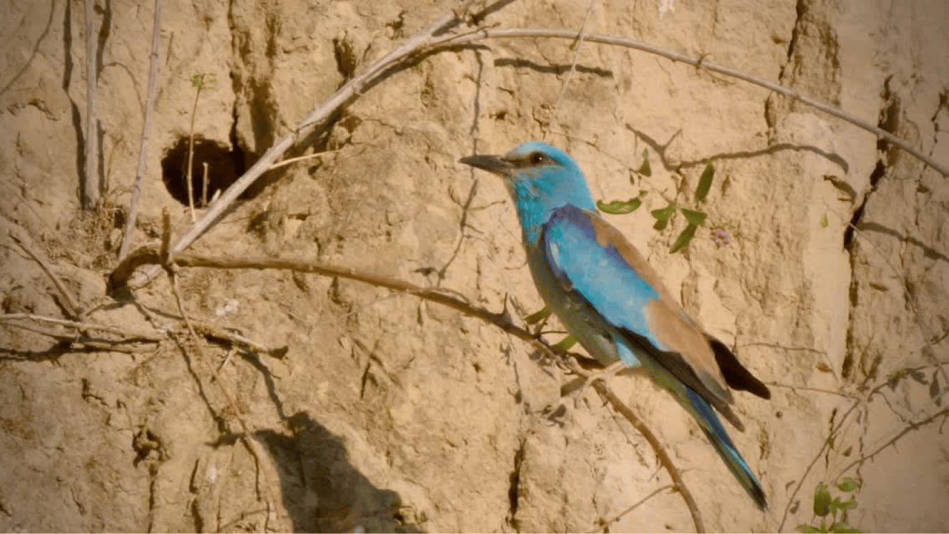 Рідкісні птахи живуть на Одещині