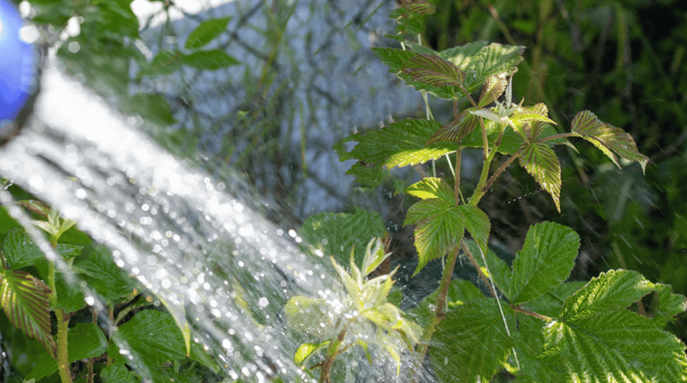 Полив малины
