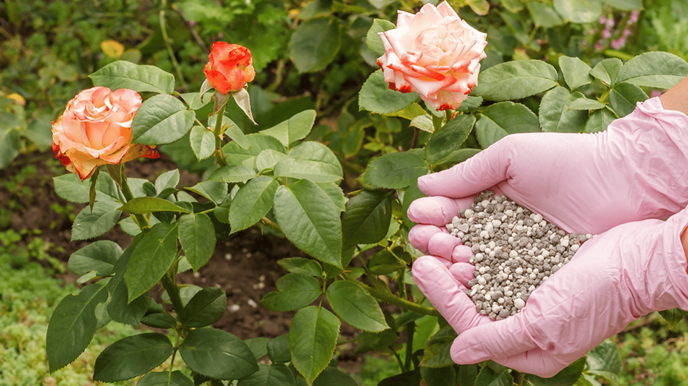 Садівник підживлює троянду.