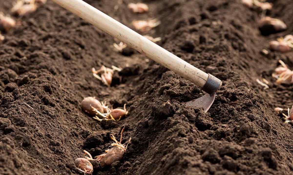 Коли садити картоплю — погодні умови