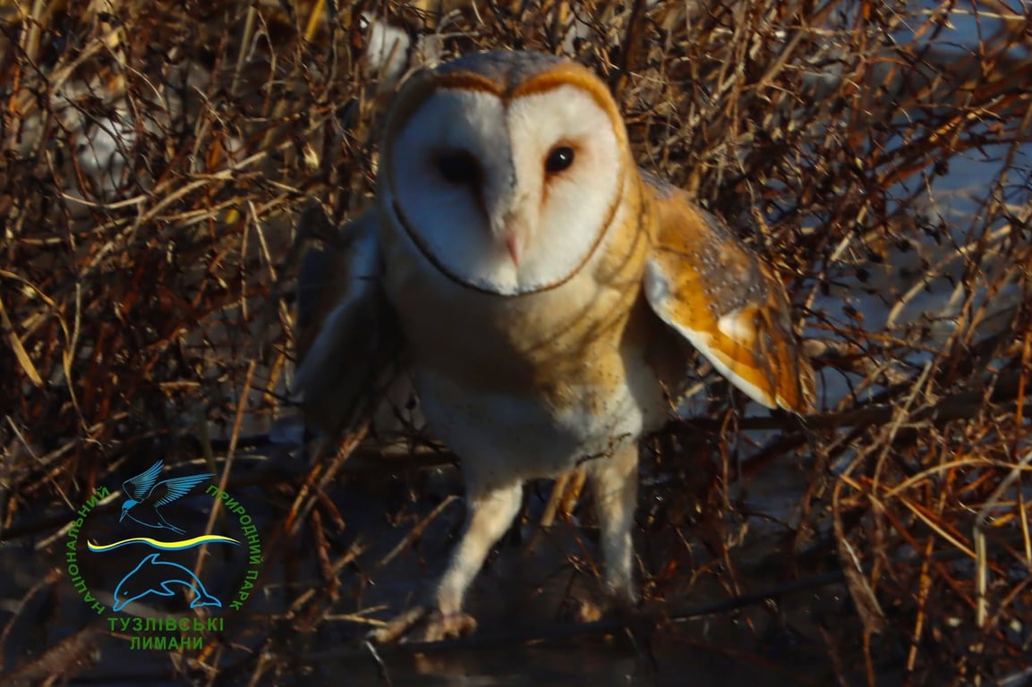 Сова-сипуха