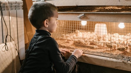 Нові вимоги до утримання тварин — що зміниться з січня 2026 року - 285x160