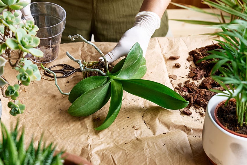 Пересадка орхидеи