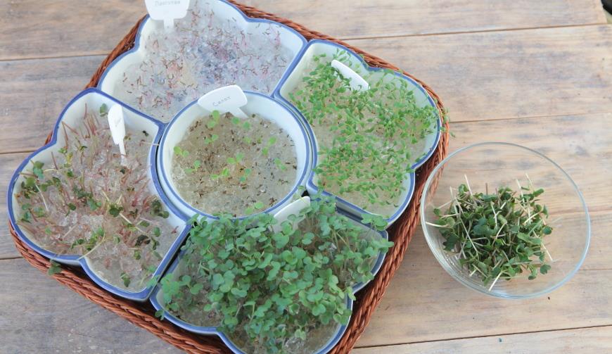 Проращивание семян в гидрогеле