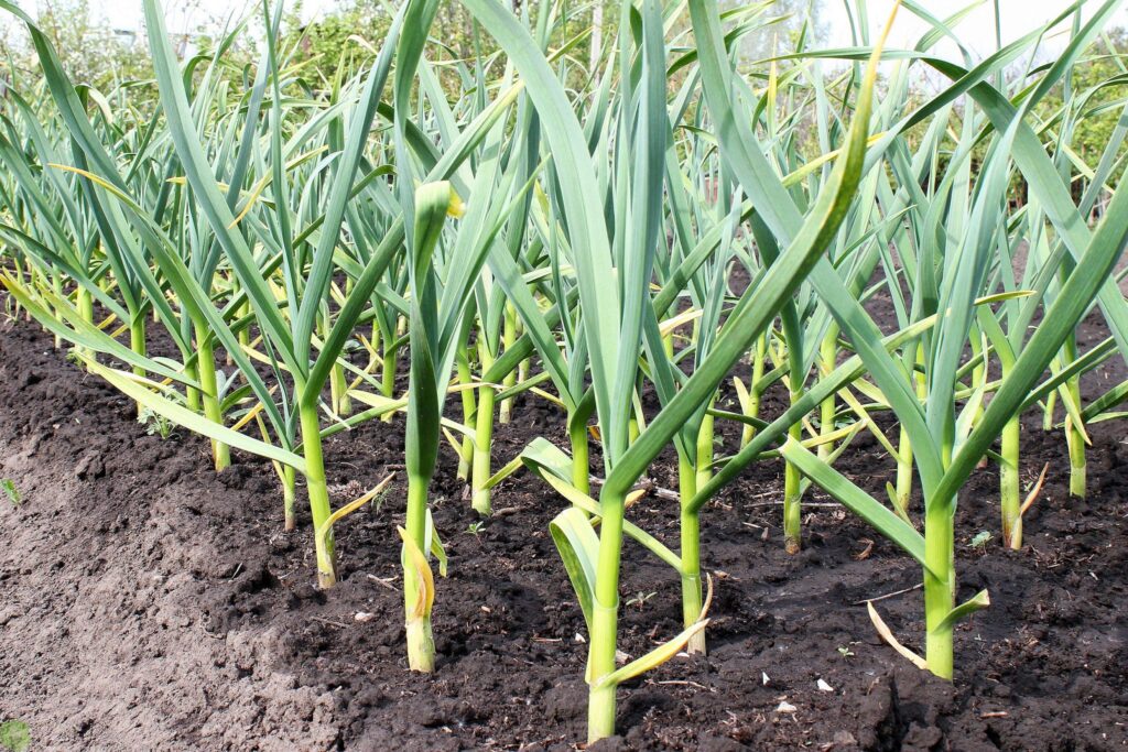 Грядка з часником.