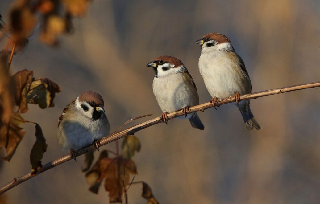 Народні прикмети та традиції на 18 жовтня
