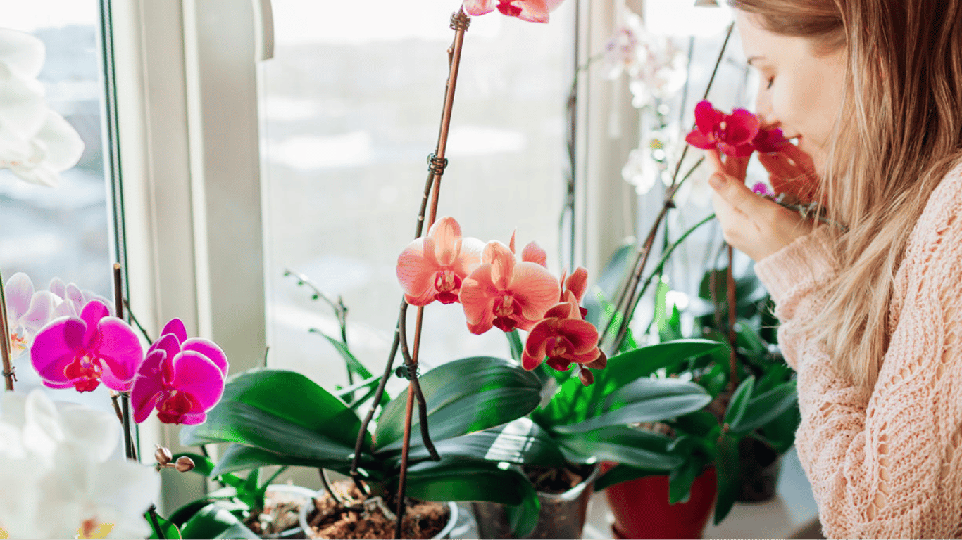 Як доглядати за орхідеєю у квітні — корисні поради