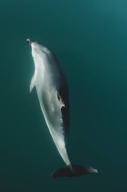 Стала відома кількість загиблих дельфінів у Чорному морі через РФ - фото 1