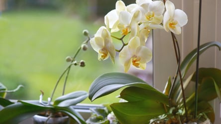 Орхидея оживет за неделю — один раствор запускает стрелки - 285x160