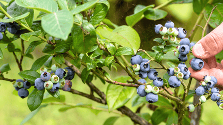Що зробити восени, щоб лохина рясно плодоносила навесні - 285x160