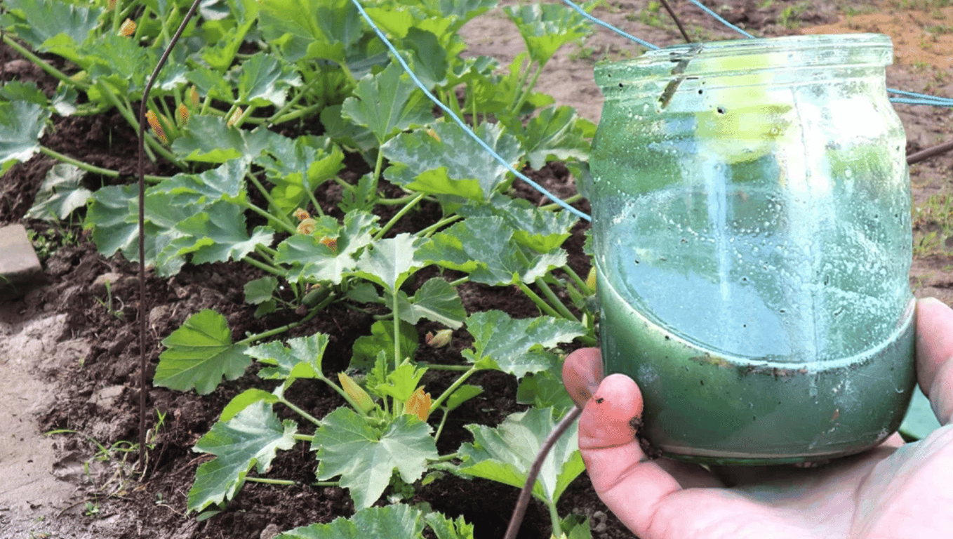 Подкормка кабачков на огороде