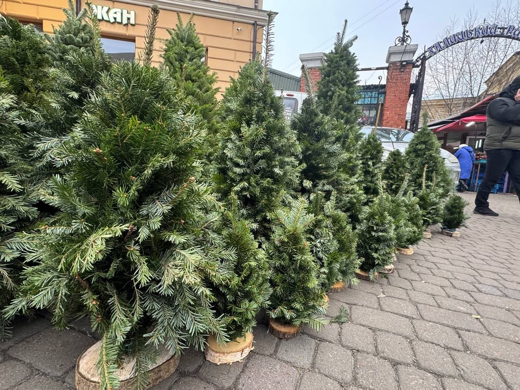 Скільки коштують святкові ялинки у Львові — ціни - фото 1