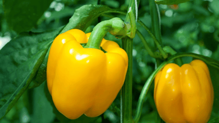 Що не можна садити поруч із солодким перцем — сусіди, що псують врожай - 290x160