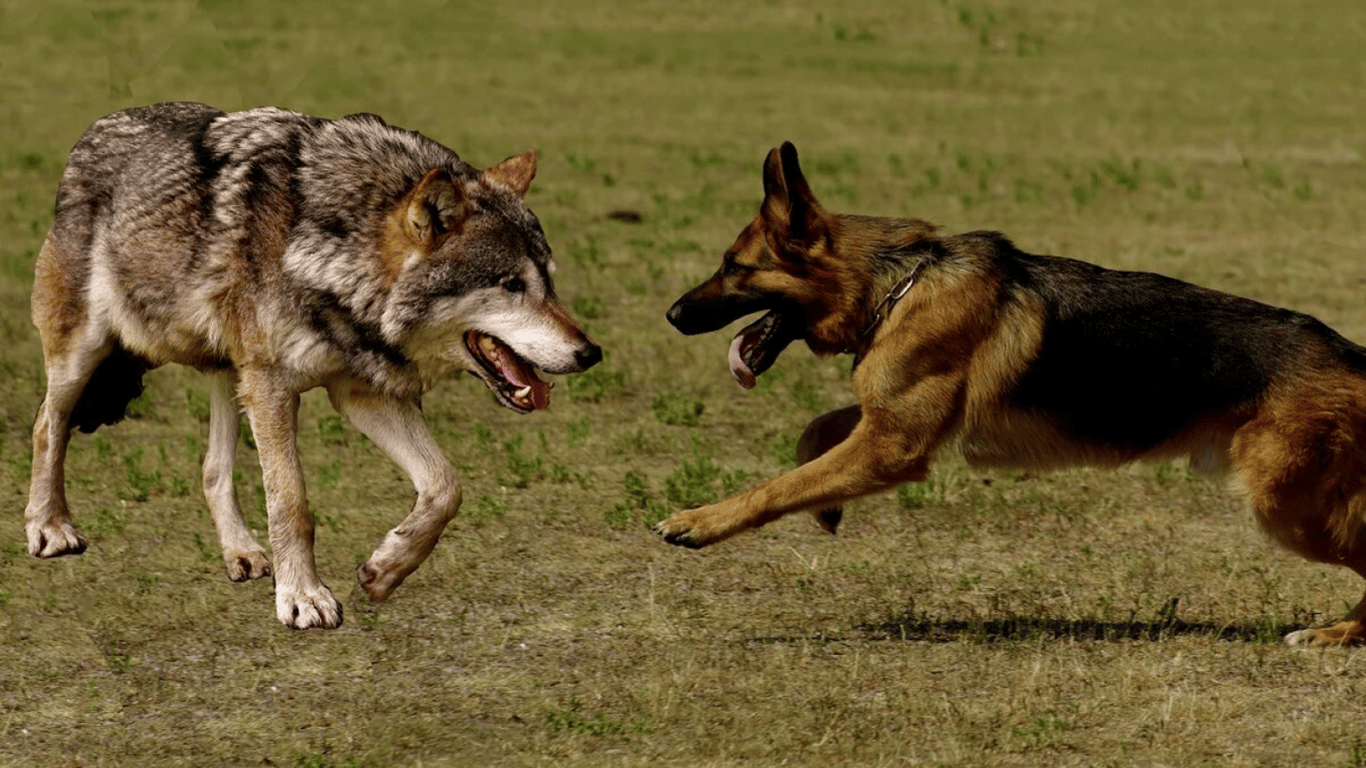 Ученые выяснили, кто умнее — собака или волк