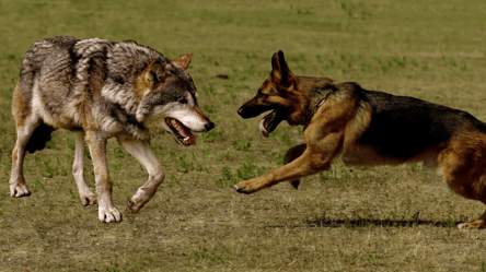 Собака проти вовка — вчені з'ясували, хто з них розумніший - 285x160