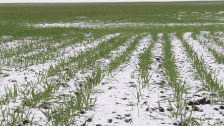 Аграрии юга теряют по 300 млн долларов ежегодно — причины - 290x160