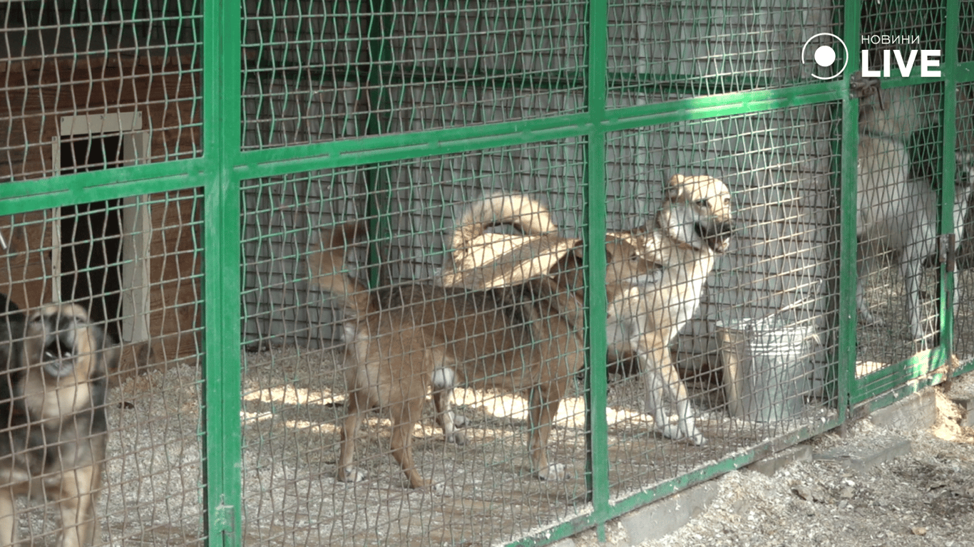 Тварини з центру адопції 