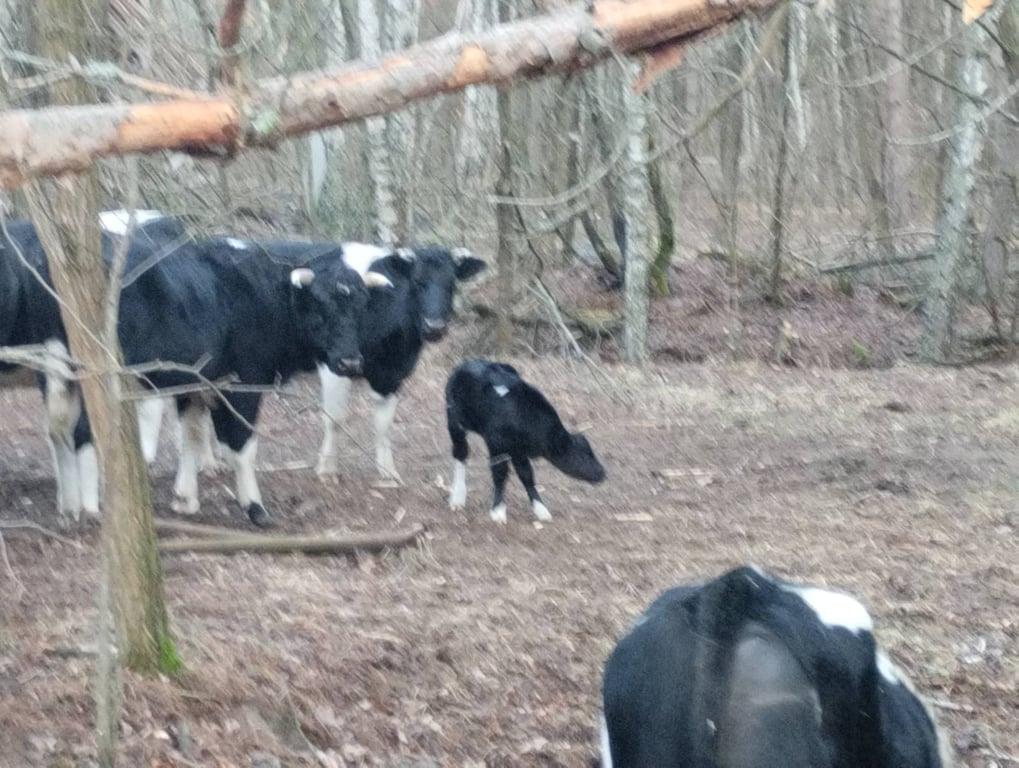 Дикі корови в Чорнобилі