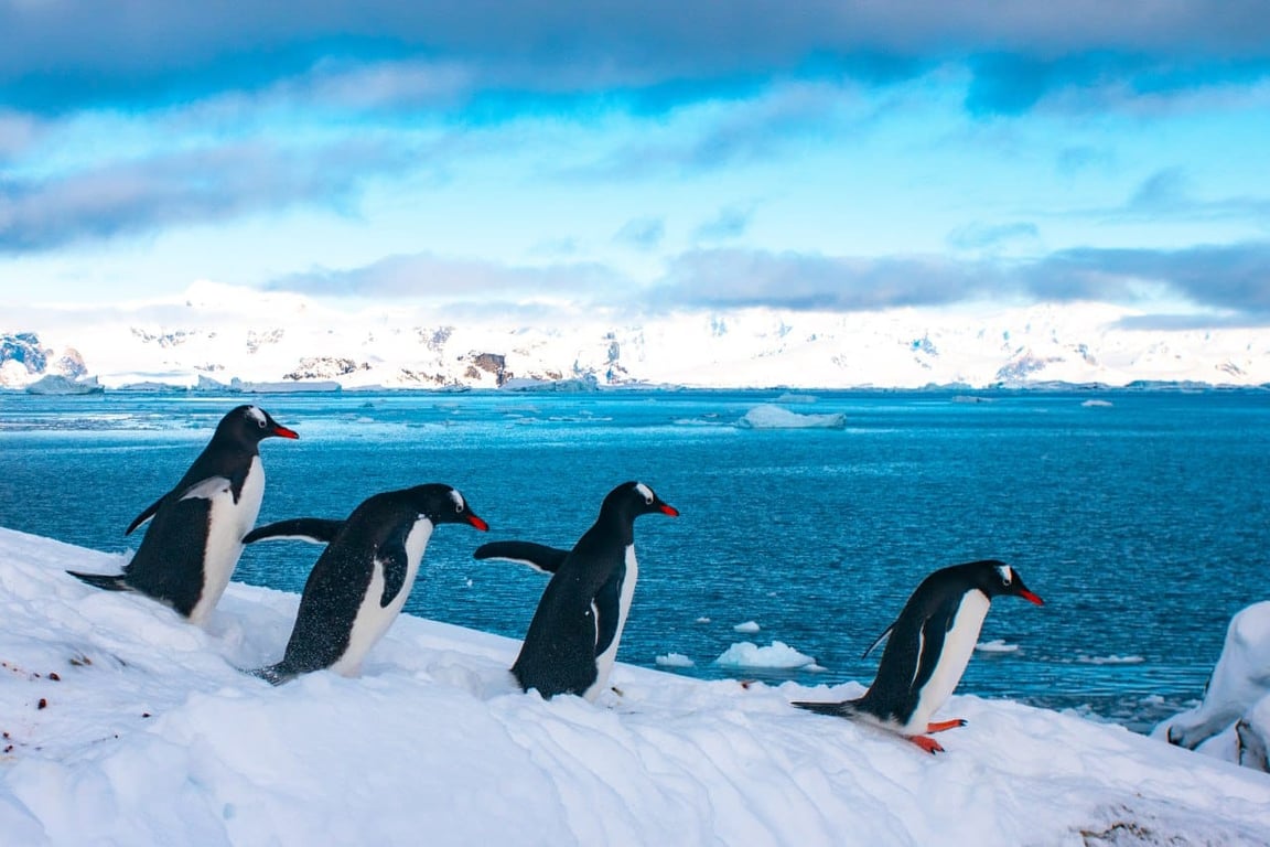 Пингвины у украинской станции