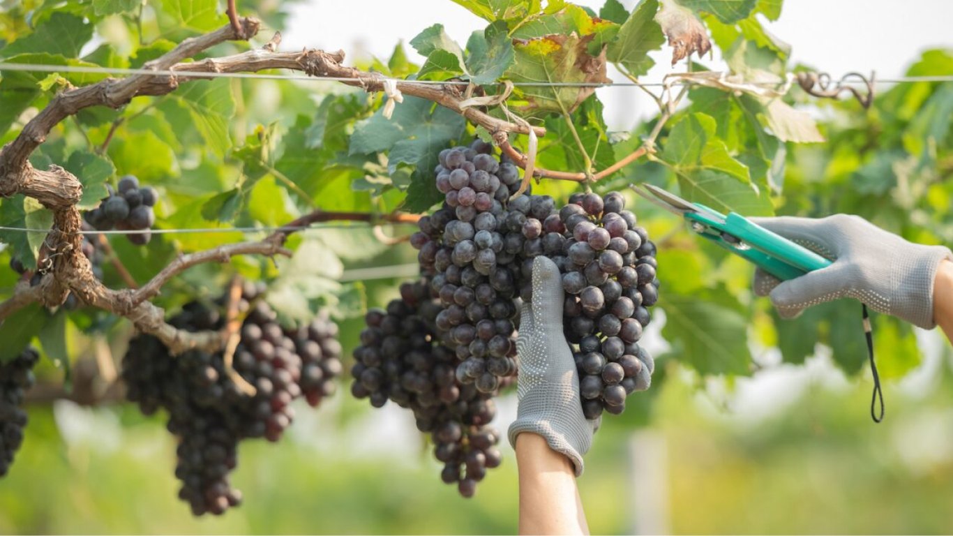 What to Plant Near Grapes — Companion Guide for a Good Harvest