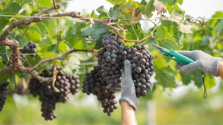 Companion Plant Guide for Grapes in Your Home Garden - 285x160